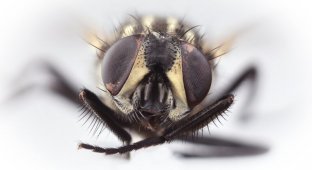 Почему мухи потирают лапки друг о друга? (2 фото)