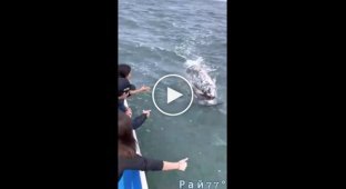 Туристы заласкали любвеобильного кита, подплывшего к их судну