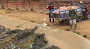 Видео с крокодилами, от которого станет не по себе