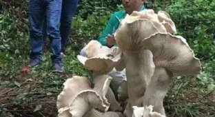Китайский дед нашел самый большой гриб, который занесут в Книгу рекордов Гиннесса (5 фото)