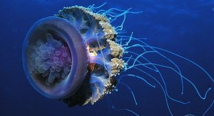 Большие медузы (6 Фото)