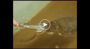 Кормление каракатицы