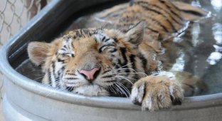 Тигрица, которой посчастливилось попасть в правильные руки или до чего доводит животных цирк (8 фото)