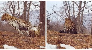 Любовные игры диких кошек в национальном парке «Земля леопардов» (11 фото)