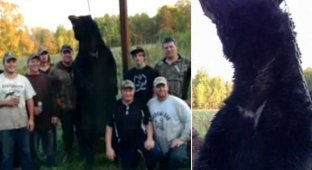 Охотник победил в схватке с 240-килограммовым медведем (6 фото)