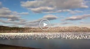 10 000 гусей в небе над Канадой