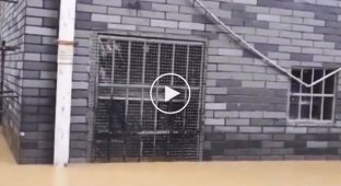 Крысы вынуждены забираться на оконные решетки, чтобы спастись от наводнения