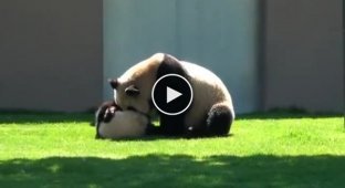 Мама панда играет со своим ребенком
