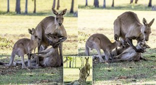 Умирающая мама-кенгуру прощается со своим детёнышем (5 фото)