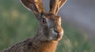 Охота на зайца с помощью гипноза (15 фото)