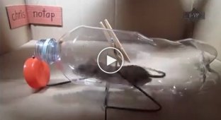 Как правильно ловить мышей и крыс (подборка)