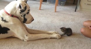 Фотодоказательств того, что кошки и собаки умеют дружить (4 фото)