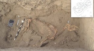 Ученые нашли древнеегипетское захоронение лошади (8 фото)