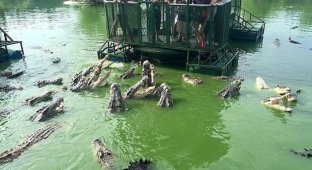 В Таиланде туристам предлагают посетить аттракцион с голодными крокодилами (5 фото)
