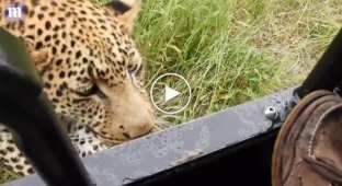 Знакомство туриста с леопардом