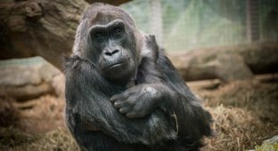 Старейшей горилле в мире исполнилось 60 лет (3 фото)