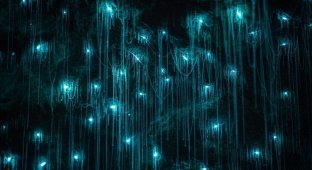 Чудеса Новой Зеландии: светлячки превратили своды пещер Вайтомо в звездное небо (20 фото)