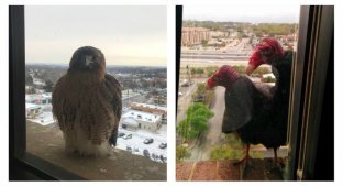 Как выглядит дружба птиц и людей