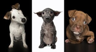 Трогательные фотографии, раскрывающие совершенные несовершенства спасенных собак (12 фото)