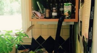 Незваный гость нашел чем полакомиться на кухне (3 фото + видео)