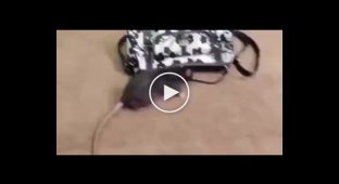 Дрессированная мышь, которая обанкротит Ваш кошелек
