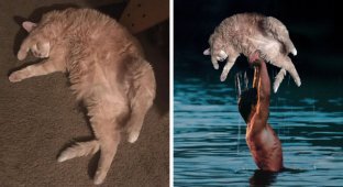 Толстый кот стал героем самых неожиданных сюжетов (23 фото)