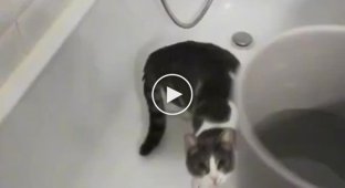 Кот и его странная реакция на воду