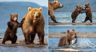 Медвежата учатся ловить рыбу на Курильском озере (11 фото)