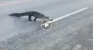 В Монреале горожане увидели крокодила прямо на улице