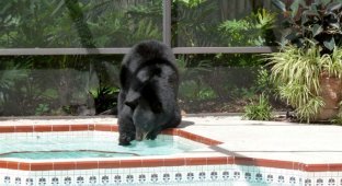 Медведь в бассейне (5 фото)