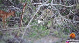 Леопард на несколько часов подружился с детёнышем антилопы