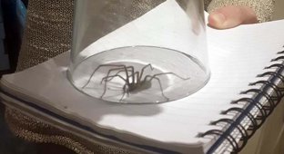 Плохая погода спровоцировала нашествие больших пауков в домохозяйства Великобритании (18 фото)