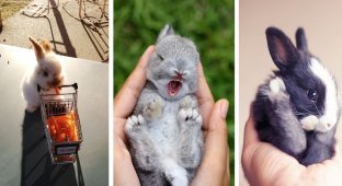 20 самых милых кроликов на свете (21 фото)