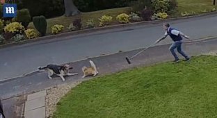 Бесстрашный кот показал, кто хозяин на улице, когда прогнал со двора немецкую овчарку (2 фото + 1 видео)