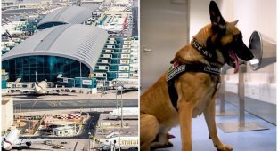 В аэропорту Дубая собак научили выявлять коронавирус (5 фото + 1 видео)