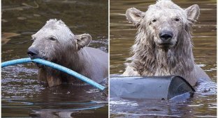 Медвежье счастье: как развлекается единственный белый медвежонок Великобритании (5 фото + 2 видео)