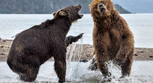 Битва титанов: как два медведя подрались за рыбку (11 фото)