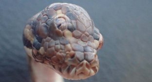 В Австралии обнаружили трехглазую змею (3 фото)