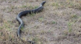 Змея съела своего собрата (7 фото)