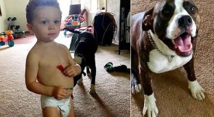 В Мичигане пес спас заблудившегося ребенка (4 фото)