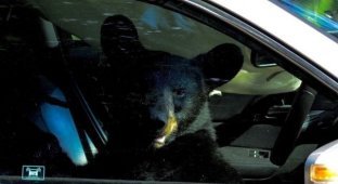 Медведь забрался в машину (5 фото)