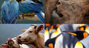 Мир животных: Вдвоем (24 фото)