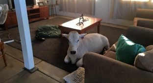 Избалованная корова вломилась в дом, потому что соскучилась по хозяевам (13 фото)