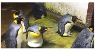 Пингвины-гомосексуалисты похитили у сородичей детеныша, когда его родители отвлеклись (3 фото)
