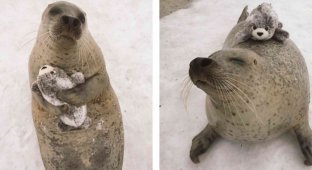 Тюленям из Японии подарили игрушечного тюленя. И они невероятно счастливы (6 фото)