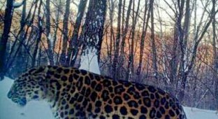Беременная самка дальневосточного леопарда оказалась толстым самцом (2 фото)