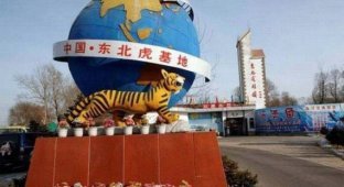 Аттракцион с тиграми в Китае (5 фотографий)