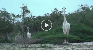 В Кении обнаружены белые жирафы