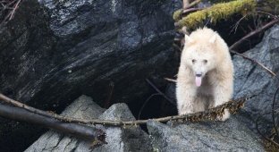 Редчайший кермодский медведь показал язык фотографу (10 фото)