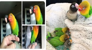 История любви попугаев-неразлучников покорила интернет (15 фото)
